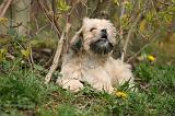 LHASSA APSO 253